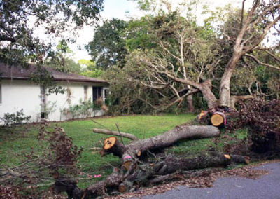 Hurricane Clean-up, Before