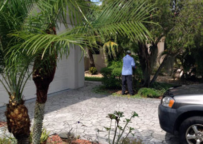 Pruning a Pygmy Date Palm