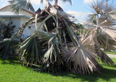 INSTAR Lawn, Tractor, Cleanup Services